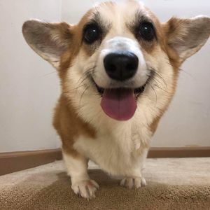 Meet your Posher, Astrid